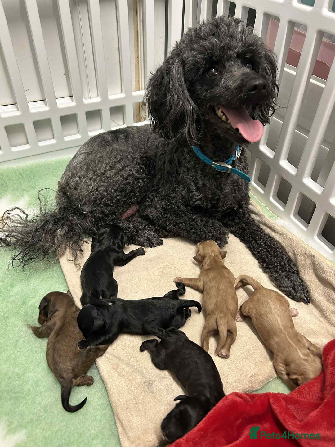Cavapoo dogs for sale: Beautiful miniature cavapoo babies - Image 9