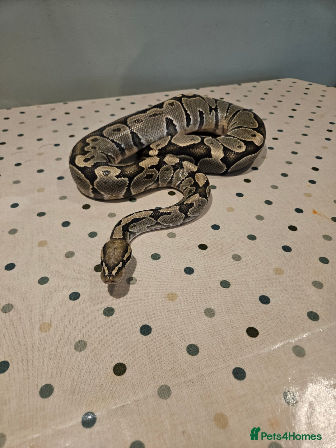 Python Snake reptiles for sale: 4x Royal Pythons for sale - Image 4