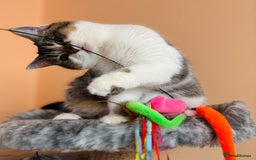 Scottish Fold cats for sale: Scottish Fold Pedigree Kittens in Romford - Image 2