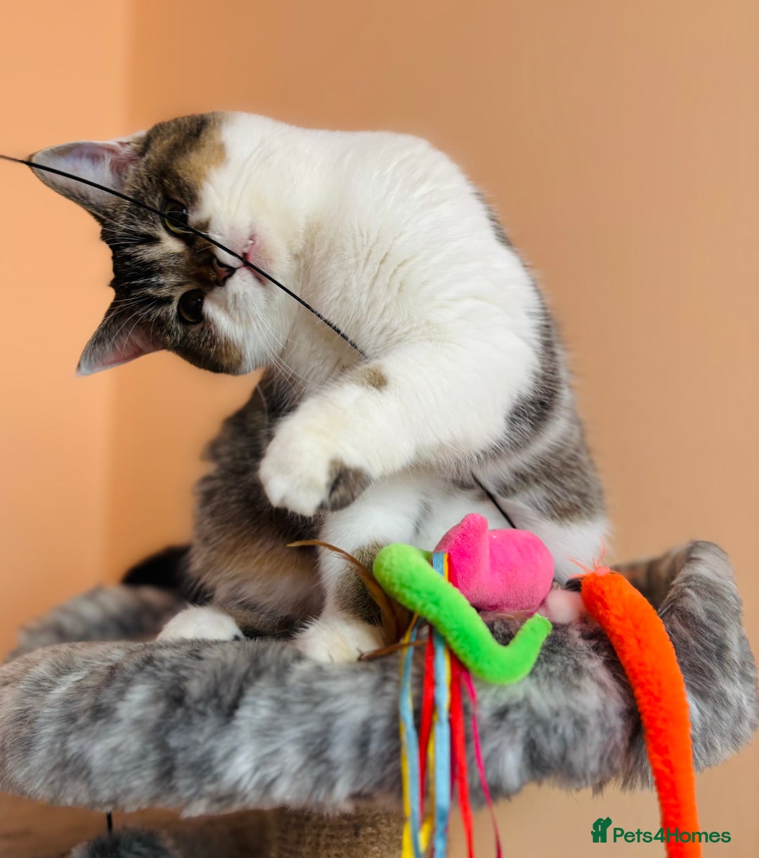 Scottish Fold cats for sale: Scottish Fold Pedigree Kittens in Romford - Image 2