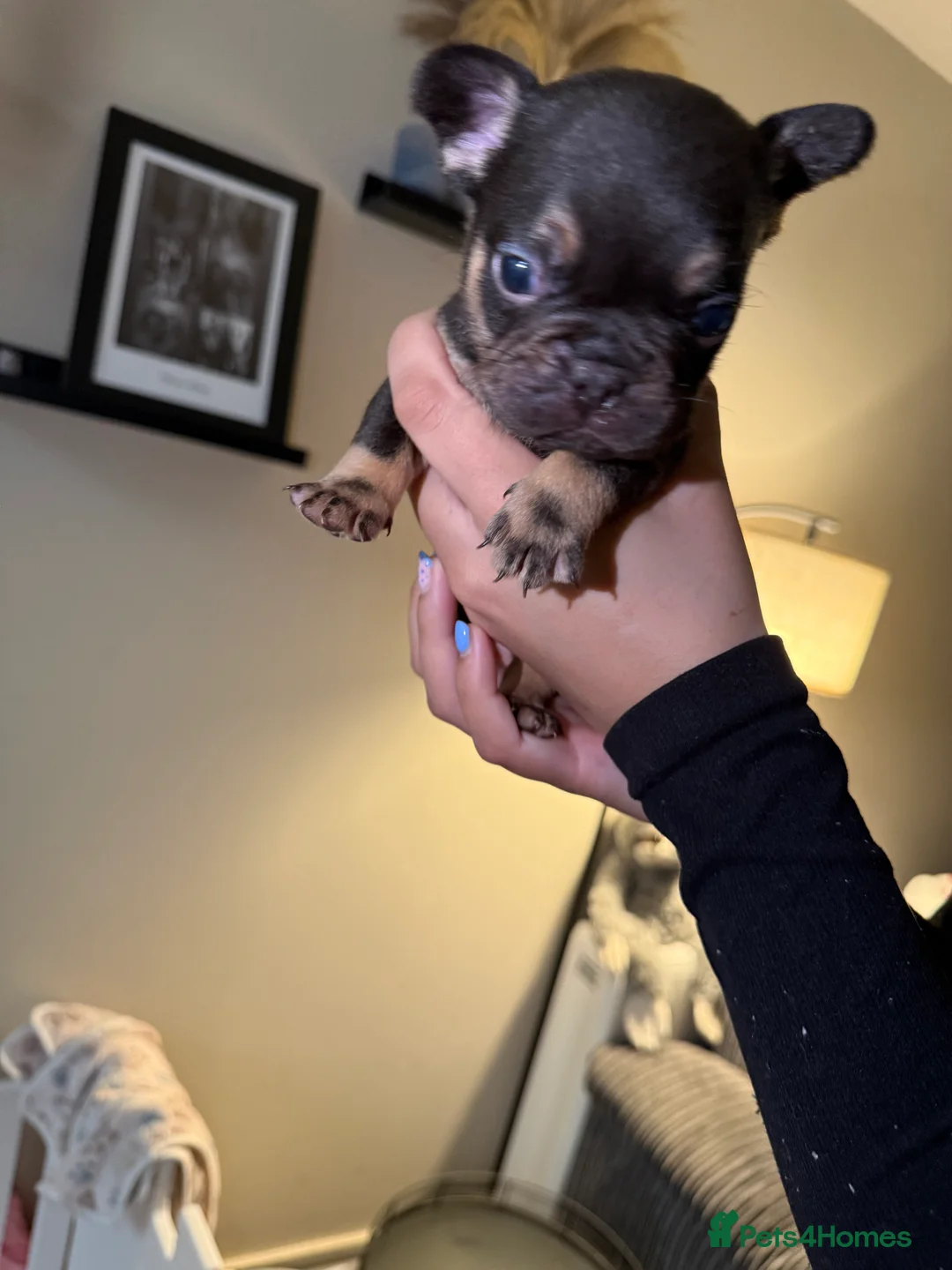 French Bulldog dogs for sale: French bulldog puppies fluffie carriers  - Advert 28