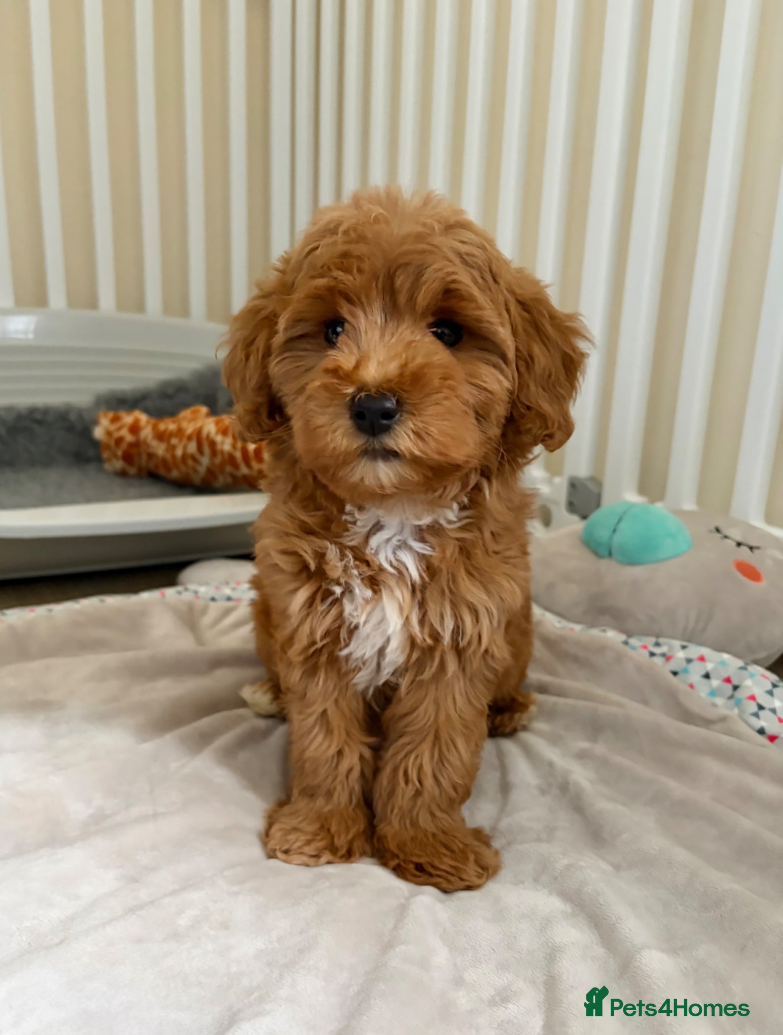 Cockapoo dogs Toy poodle/cockapoo puppies Health tested  - Advert 3