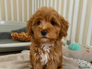 Cockapoo dogs Toy poodle/cockapoo puppies Health tested - Advert 3