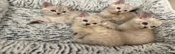 Bengal cats for sale: Snow Leopard/Bengals kittens  - Advert 10