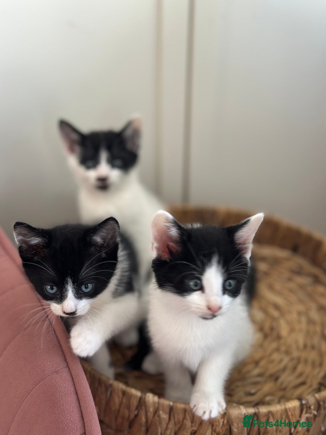 Mixed Breed cats for sale: 5 mixed breed kittens for sale - Image 4