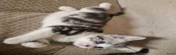 British Shorthair cats for sale: British Shorthair Cross Kittens - Advert 17