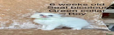 Ragdoll 5