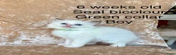 Ragdoll cats for sale: Beautiful ragdoll kittens  - Advert 18
