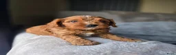 Cavapoo dogs for sale: ⭐️ F1 red toy Cavapoo puppies ⭐️ - Advert 12
