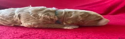 Australian Labradoodle dogs for sale: Australian Labradoodle Puppies for sale - Advert 16