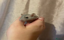 Rat rodents for sale: Baby rats looking for 5*homes only  - Advert 2