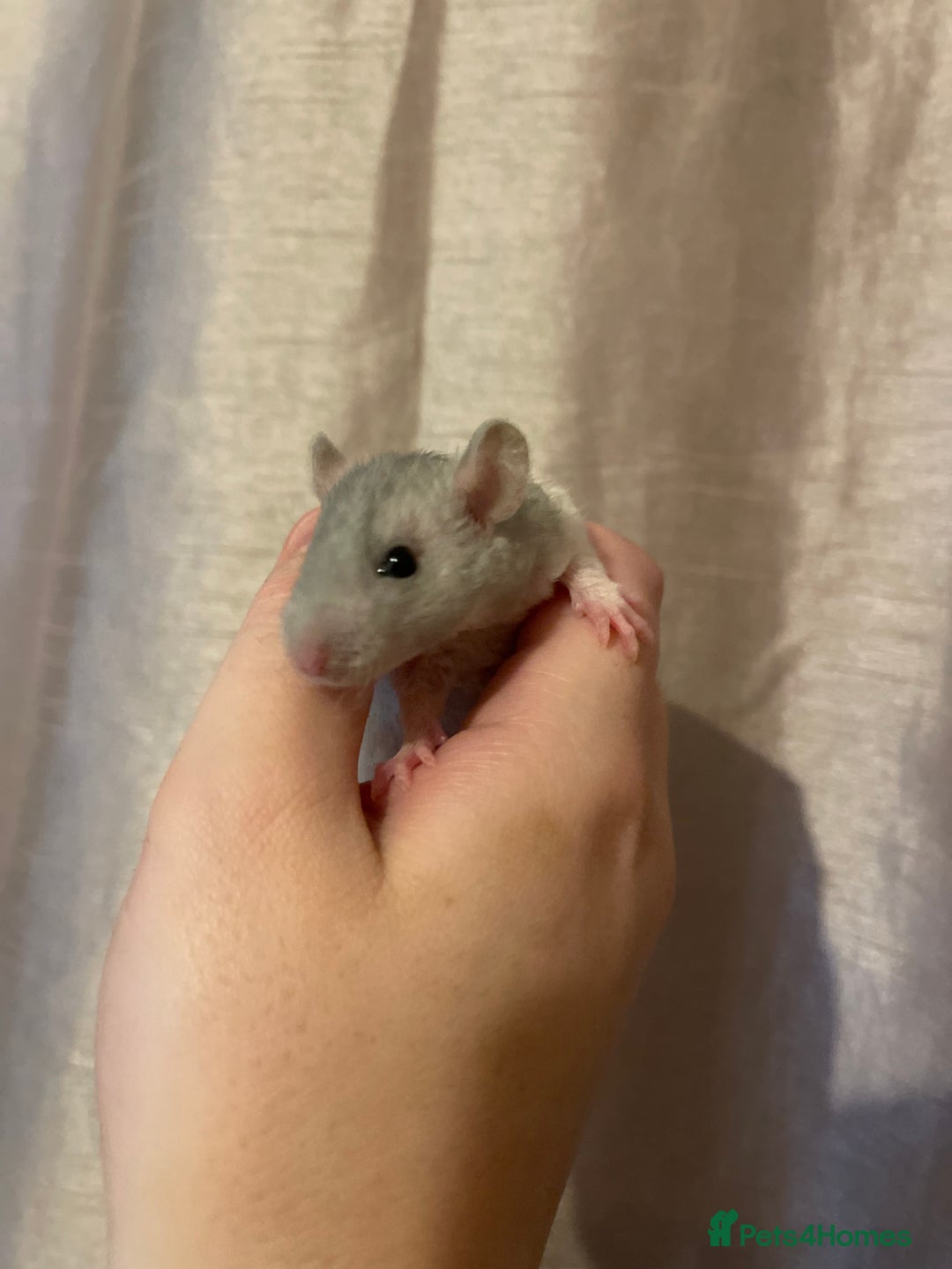 Rat rodents for sale: Baby rats looking for 5*homes only  - Advert 2