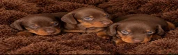 Dachshund dogs for sale: Miniature dachshund puppy  - Advert 7