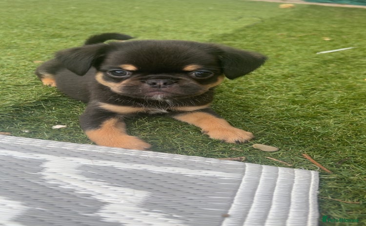 Mixed Breed dogs - Advert 1