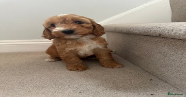 Cockapoo dogs - Advert 7