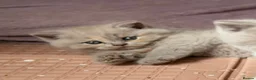 British Shorthair cats for sale: Adorable TICA Registered BSH Kittens  - Advert 10
