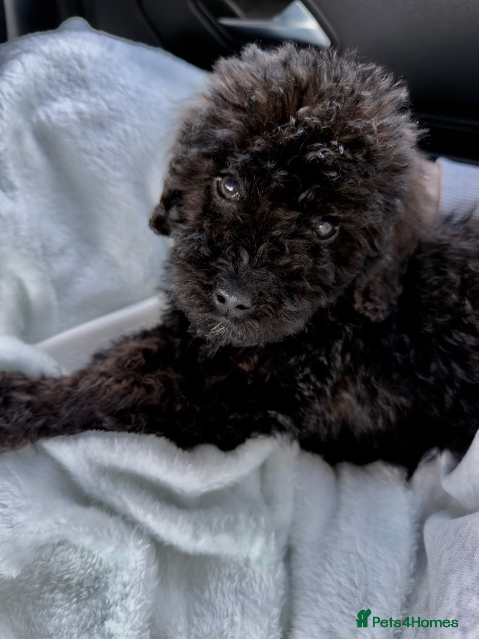 Cockapoo dogs Black Cockapoo 10 Weeks Old  - Advert 1