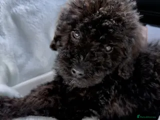 Cockapoo dogs Black Cockapoo 10 Weeks Old - Advert 1