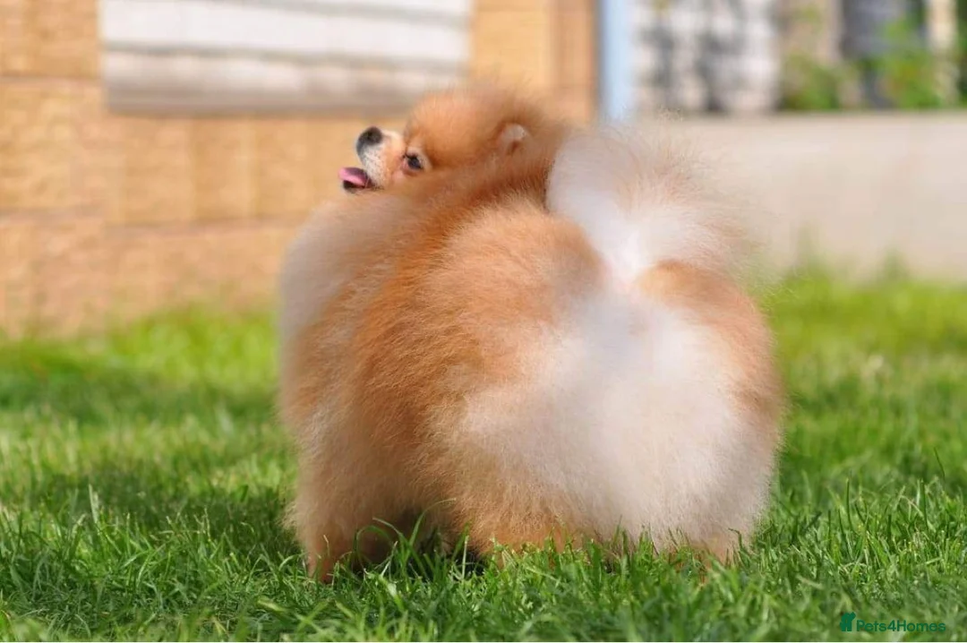 Pomeranian dogs for stud: 4 time Champion KC proven, 1,9kg 🏆 in Amersham - Advert 5