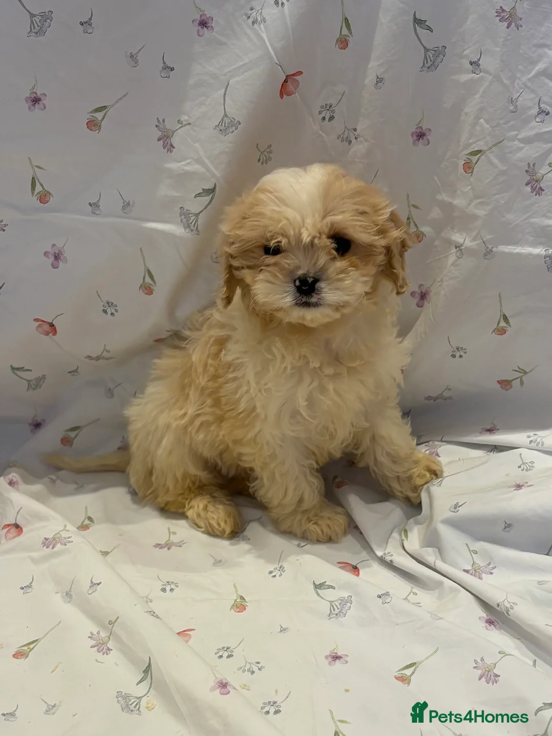 Cavapoo dogs for sale: Extensively health tested Stunning Cavapoo boys - Advert 1