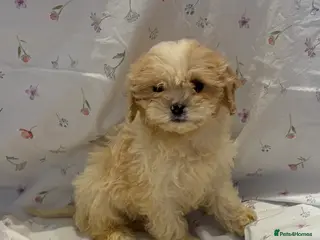 Cavapoo dogs Extensively health tested Stunning Cavapoo boys - Advert 4