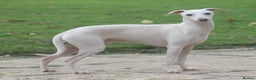 Italian Greyhound dogs for stud: Cream Italian Greyhound for Stud KC Registered - Advert 6