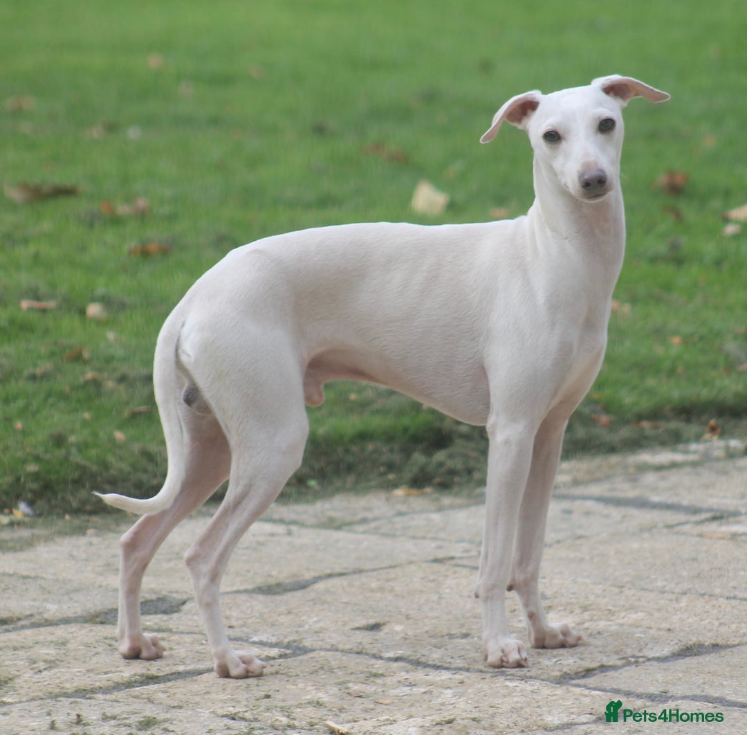 Italian Greyhound dogs for stud: Cream Italian Greyhound for Stud KC Registered - Advert 6