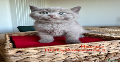 British Shorthair cats - Advert 8