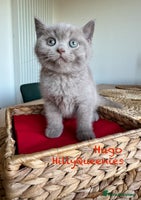 British Shorthair cats - Advert 8