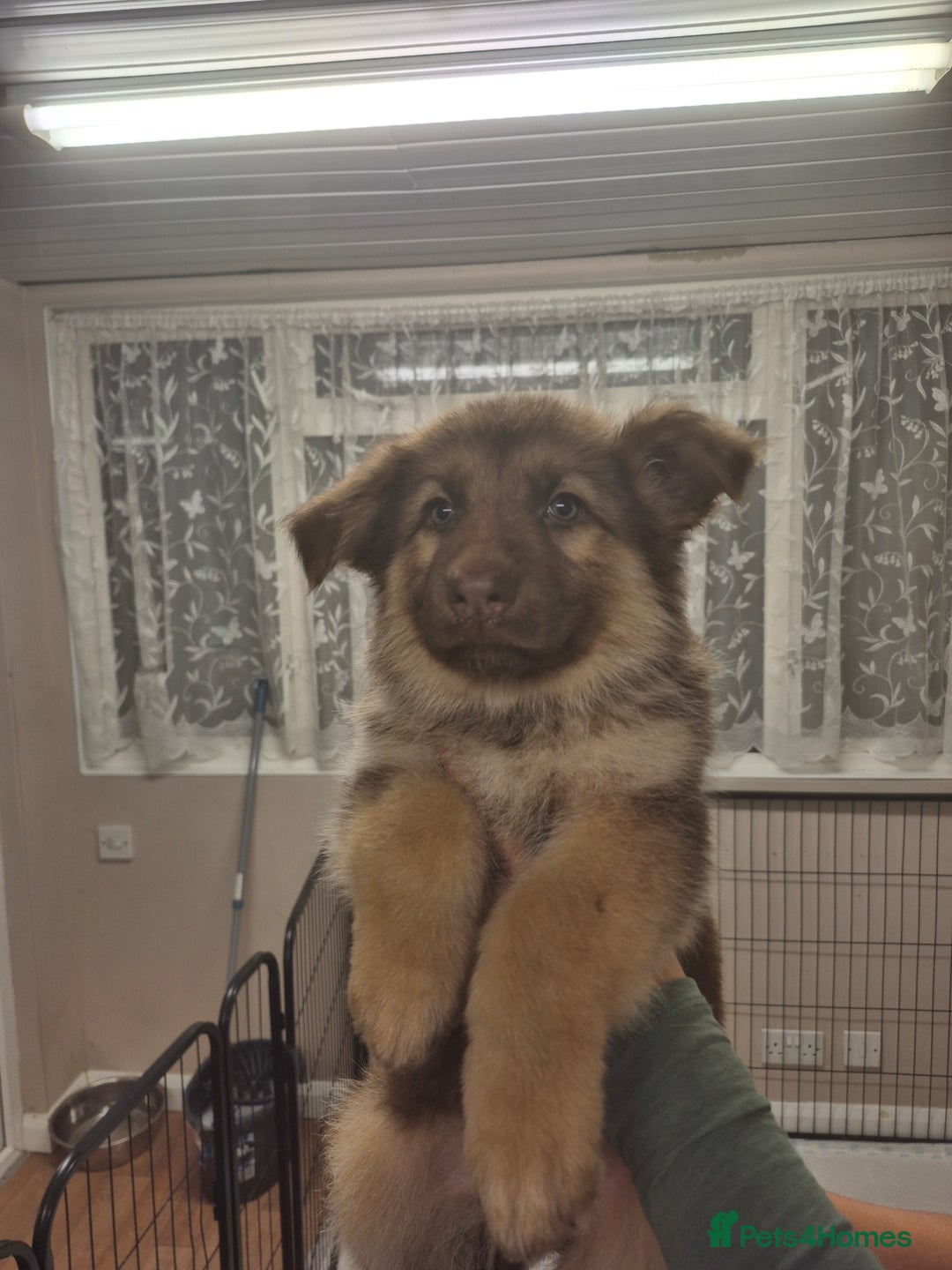 German Shepherd dogs for sale: READY TO leave 1 left German Shepherd kc reg pups - Advert 40