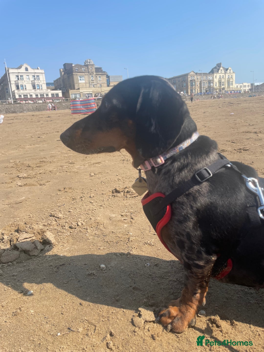 Miniature Dachshund dogs for sale: Miniature dachshund FEMALE  - Image 13