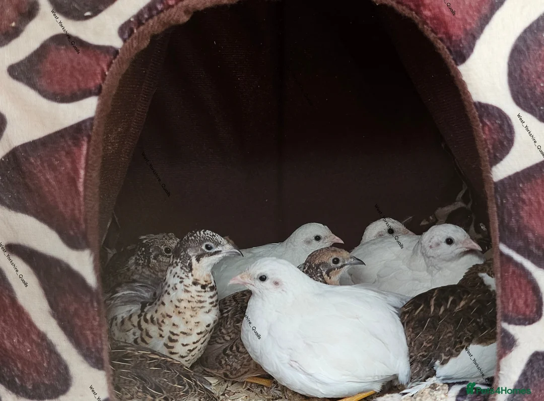 Quail poultry for sale: Cpq Chinese Painted quail button hatching eggs - Advert 1