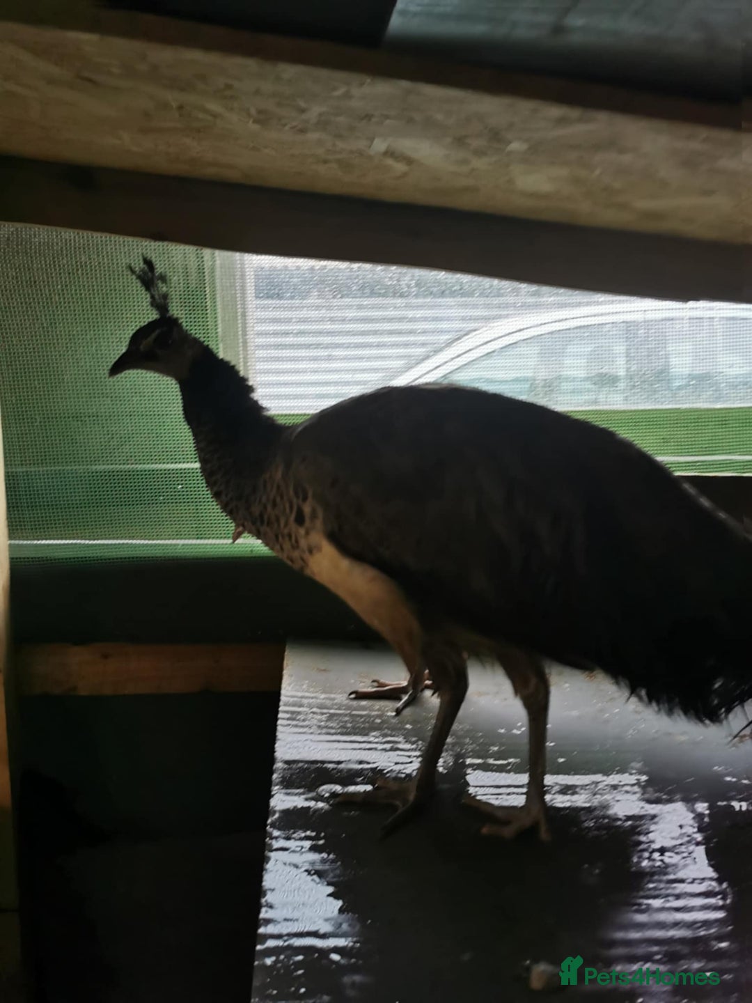 Mixed Breed birds for sale:  3 Peafowl for sale– Urgent – Harrogate - Advert 4