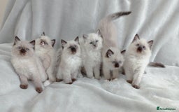 Ragdoll cats for sale: Ragdoll kittens, wonderful 3 Boys  - Image 4