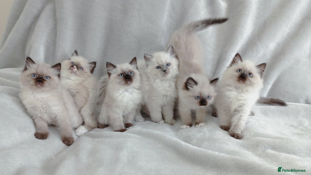 Ragdoll cats for sale: Ragdoll kittens, wonderful 3 Boys  - Image 4