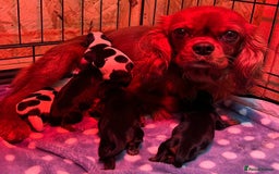 Cavalier King Charles Spaniel dogs for stud: Prince 👑 - Professional Stud Service  - Image 7