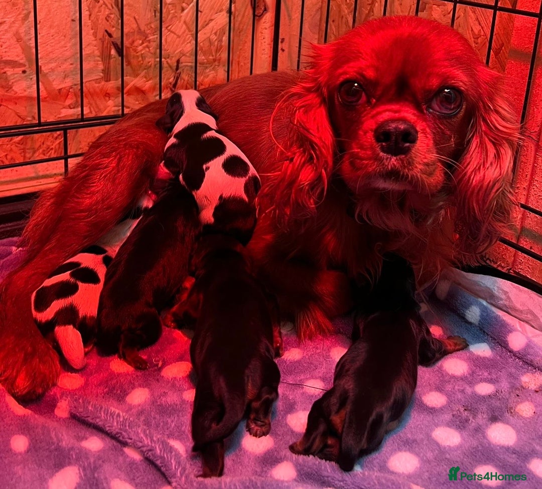 Cavalier King Charles Spaniel dogs for stud: Prince 👑 - Professional Stud Service  - Image 7