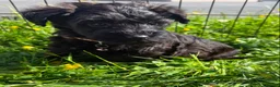 Schnoodle dogs for sale: Toy Schnoodle Puppies (Mini Schnauzer x Toy Poodle - Advert 4
