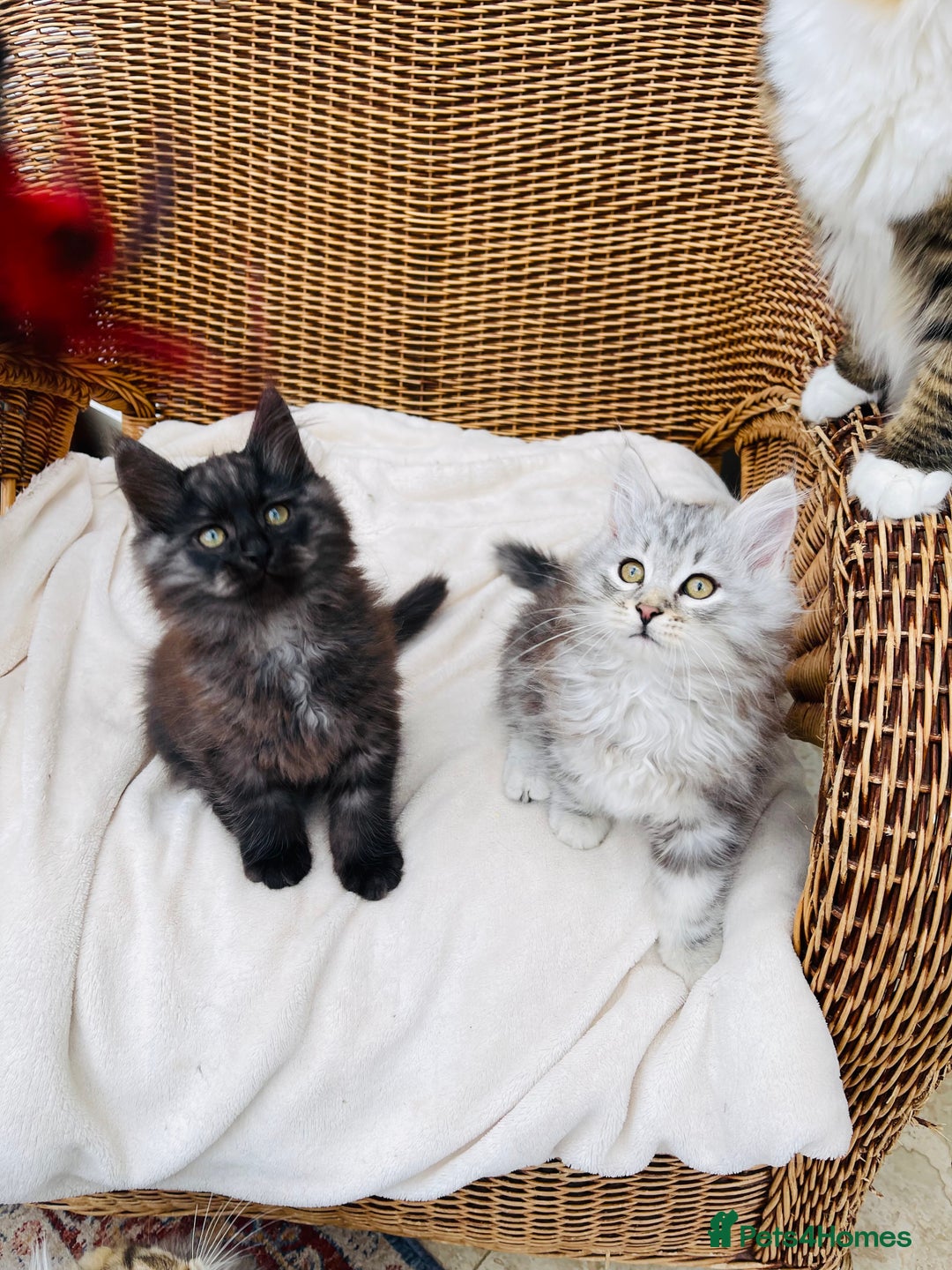 Siberian cats for sale: Fluffy, purebred, healthy Siberians come available - Advert 1