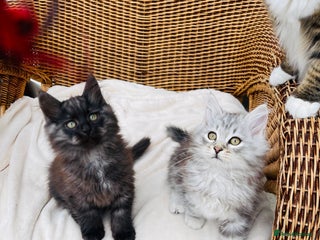 Siberian cats Fluffy, purebred, healthy Siberians come available - Advert 8