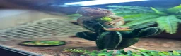 Bearded Dragon reptiles for sale: Bearded dragon looking for a forever home - Advert 7