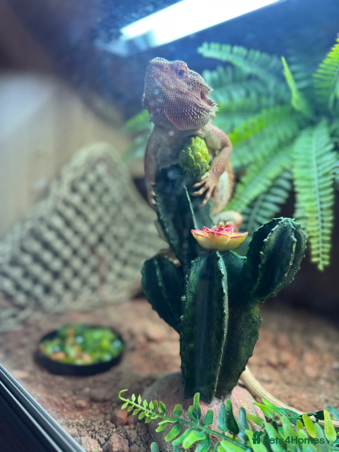 Bearded Dragon reptiles for sale: Bearded dragon looking for a forever home - Advert 7