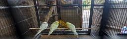 Budgerigars birds for sale: Budgies for sale - Advert 7