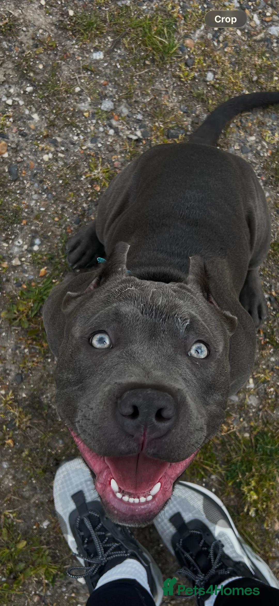 American Bully dogs for stud: American Bully Stud in Rochester - Advert 1