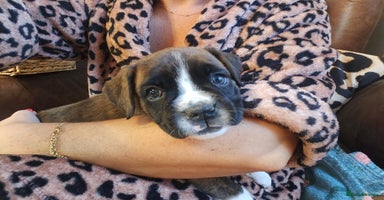 Boxer dogs - Advert 4