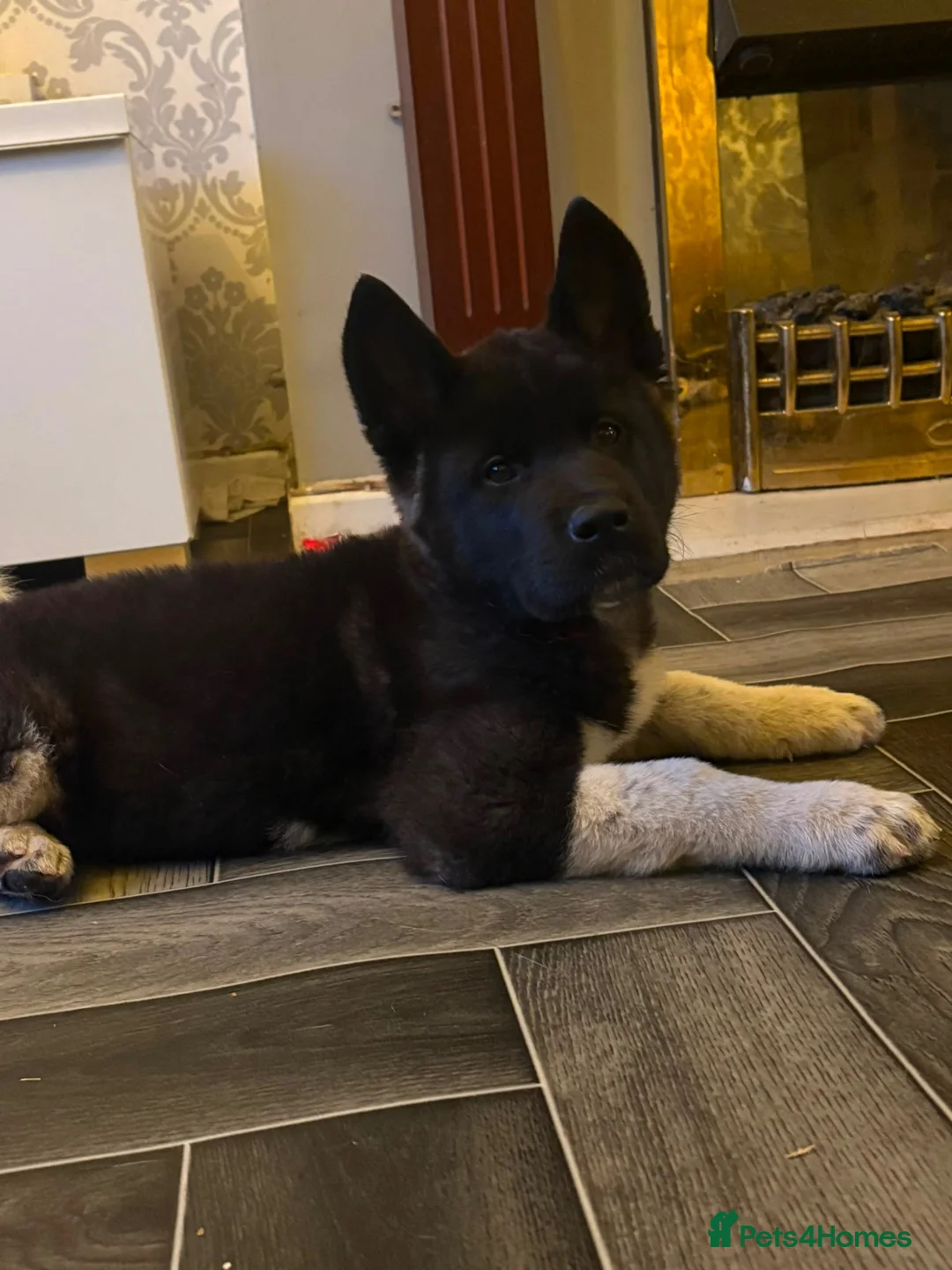 Akita dogs for sale: Wanted: new home for male Akita puppies ready now! - Advert 1