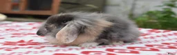 Netherland Dwarf rabbits for sale: ⭐️ Baby rabbits looking for new home ⭐️ - Advert 7