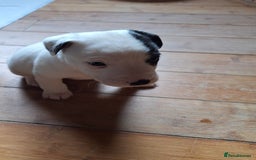 Jack Russell dogs for sale: Beautiful Jack Russell Puppies for sale  - Image 6