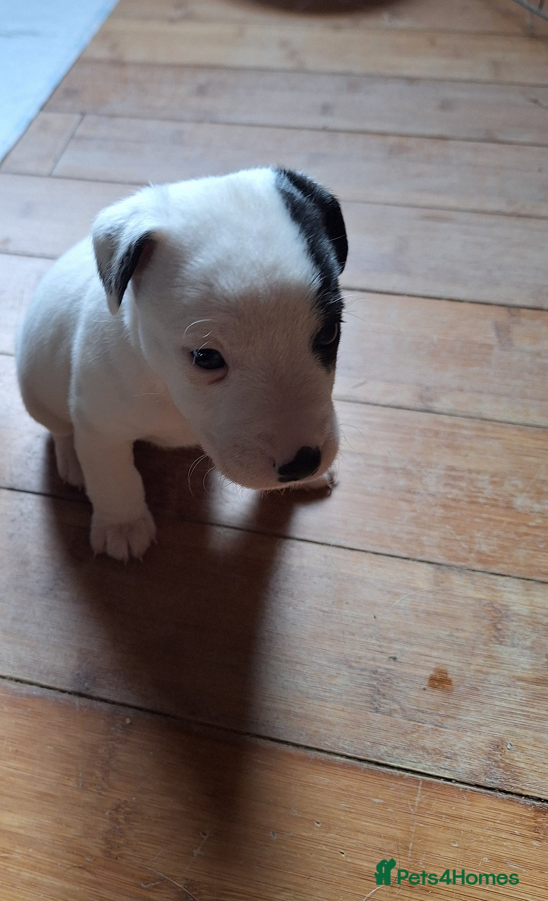 Jack Russell dogs for sale: Beautiful Jack Russell Puppies for sale  - Image 6