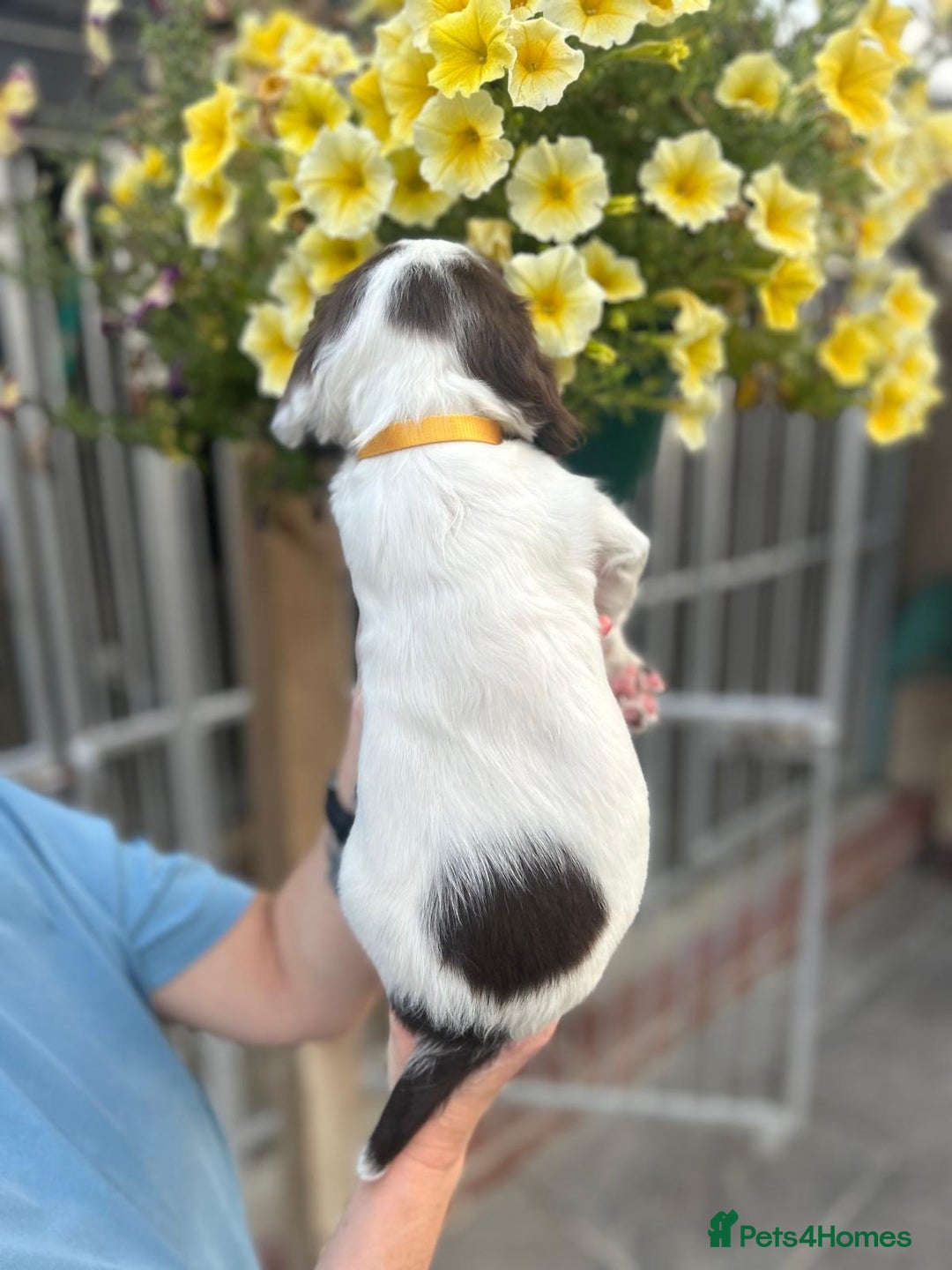 English Springer Spaniel dogs for sale: Beautiful litter of KC reg ESS - Image 12